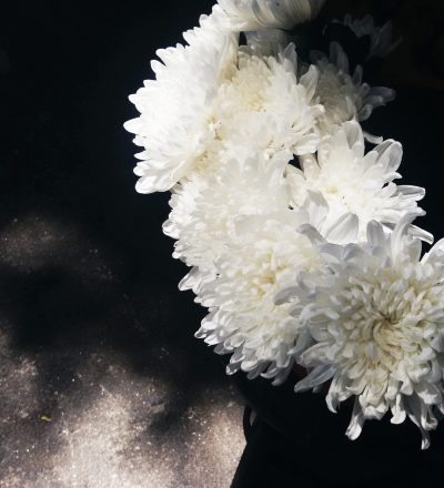 Closeup of white chrysanthemum flower